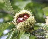 CASTANEA sativa  