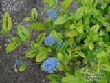 CEANOTHUS 'Zanzibar'  