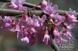 CERCIS canadensis CERCIS canadensis