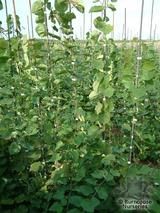 CERCIS canadensis 'Cascading Hearts' CERCIS canadensis 'Cascading Hearts'