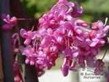 CERCIS canadensis 'Lavender Twist' 