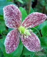 CLEMATIS cirrhosa var balearica 'Freckles' CLEMATIS cirrhosa var balearica 'Freckles'