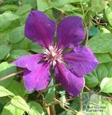 CLEMATIS 'Gipsy Queen'  