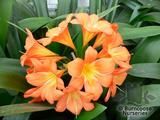 CLIVIA miniata CLIVIA miniata