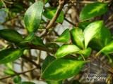 COPROSMA 'Beatson's Gold'  
