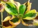 COPROSMA repens 'Pink Splendour' 