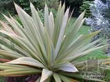 CORDYLINE indivisa CORDYLINE indivisa