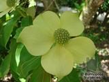 CORNUS capitata CORNUS capitata