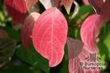 CORNUS controversa  