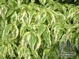 CORNUS florida 'Cherokee Daybreak' CORNUS florida 'Cherokee Daybreak'