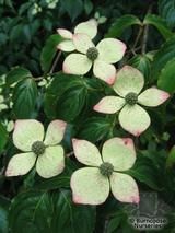 CORNUS kousa  