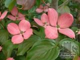 CORNUS kousa var chinensis 'Heart Throb'