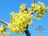 CORNUS mas  