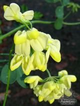 CORONILLA CORONILLA