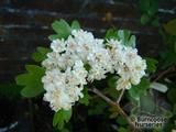 CRATAEGUS laevigata 'Plena' CRATAEGUS laevigata 'Plena'