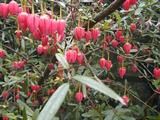 CRINODENDRON hookerianum  