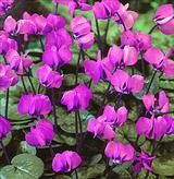 CYCLAMEN coum  