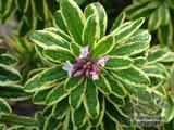 DAPHNE burkwoodii 'Astrid' 