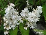 DEUTZIA scabra 'Pride of Rochester' 
