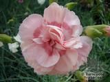 DIANTHUS 'Doris' DIANTHUS 'Doris'