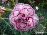 DIANTHUS 'Gran's Favourite'  