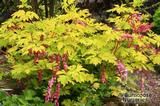 DICENTRA spectabilis 'Goldheart' 