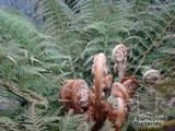 DICKSONIA antarctica  