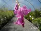 DIERAMA mossii DIERAMA mossii