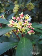 DRIMYS lanceolata  