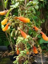 ECCREMOCARPUS scaber ECCREMOCARPUS scaber