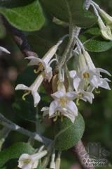 ELAEAGNUS umbellata ELAEAGNUS umbellata
