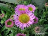 ERIGERON glaucus roseus ERIGERON glaucus roseus