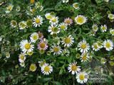 ERIGERON karvinskianus  