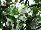 EUCRYPHIA cordifolia EUCRYPHIA cordifolia