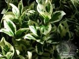 EUONYMUS fortunei 'Silver Queen' EUONYMUS fortunei 'Silver Queen'