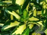 EUONYMUS   