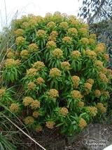 EUPHORBIA mellifera  