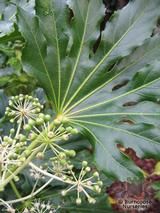 FATSIA japonica  