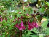FUCHSIA microphylla FUCHSIA microphylla