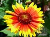 GAILLARDIA 'Kobold' GAILLARDIA 'Kobold'