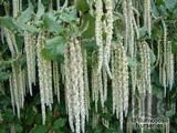 GARRYA elliptica 'James Roof' 