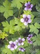 GERANIUM 'Salome' GERANIUM 'Salome'