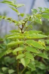 GEVUINA avellana  