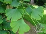 GINKGO biloba  