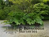 GUNNERA GUNNERA