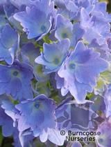 HYDRANGEA 'Altona' HYDRANGEA 'Altona'