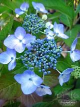 HYDRANGEA 'Blue Wave' HYDRANGEA 'Blue Wave'
