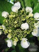 HYDRANGEA 'Libelle'  