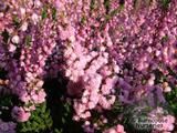HEATHERS Calluna vulgaris 'Peter Sparkes' HEATHERS Calluna vulgaris 'Peter Sparkes'