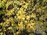 HEDERA helix 'Buttercup' 